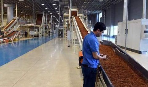 高校畢業(yè)生卷香煙 流水線上研究生超過30 ,煙廠 他們自愿的